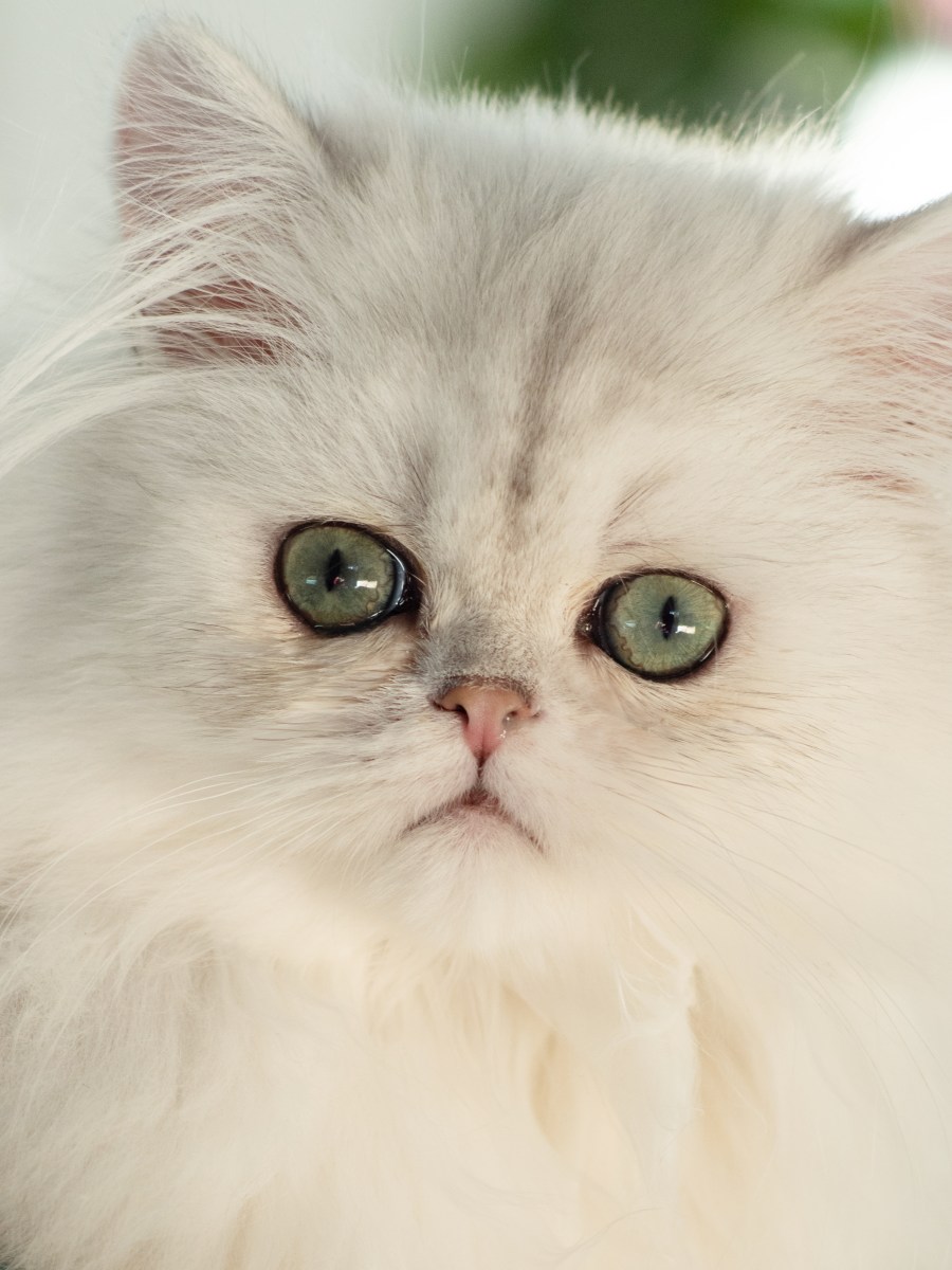 Persian Pampering: Fun & Easy Eye Care Routine for Your Feline&nbsp;Friend