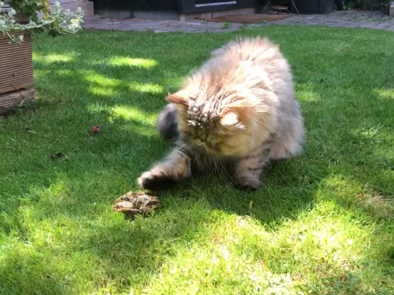 How to Create a Cat-Friendly&nbsp;Garden