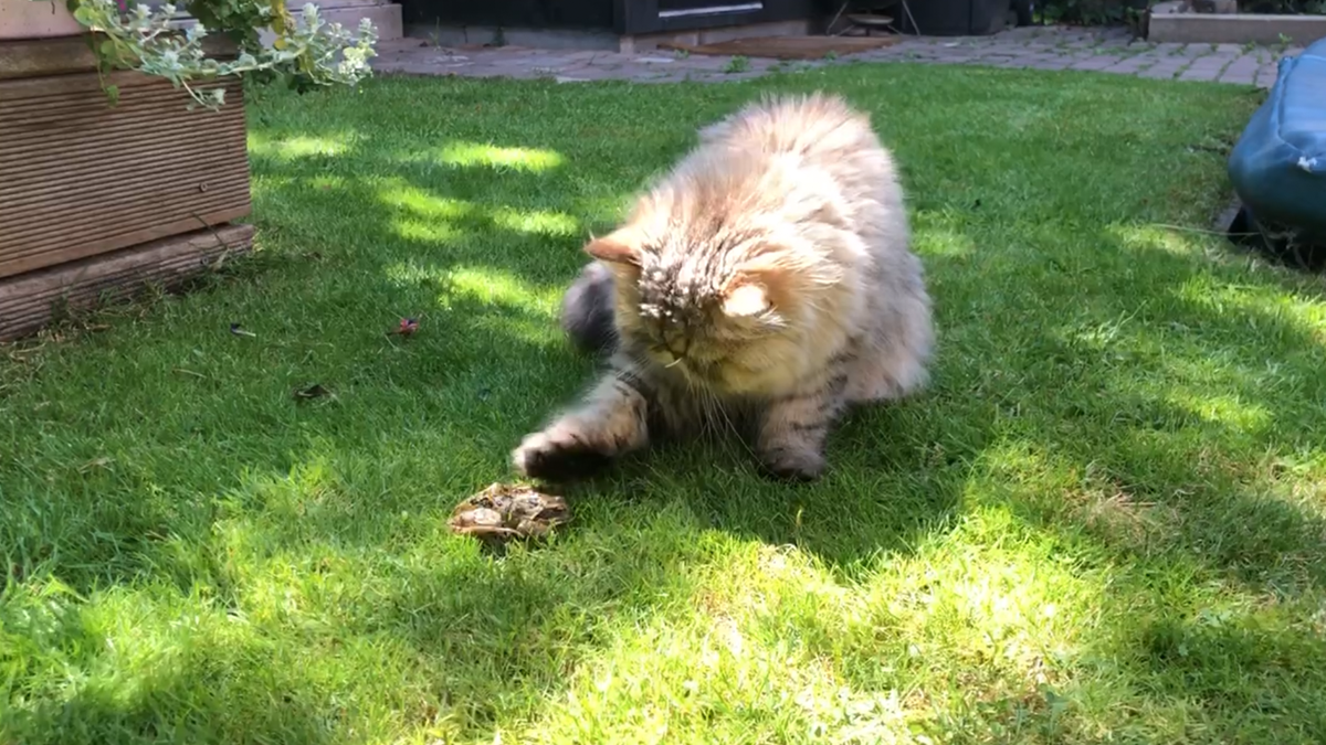 Super cute Persian cat is playing with a frog in our garden.