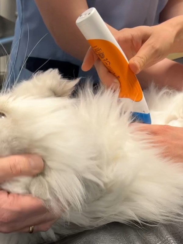 The Importance of Regular Vet Check-ups for&nbsp;Cats